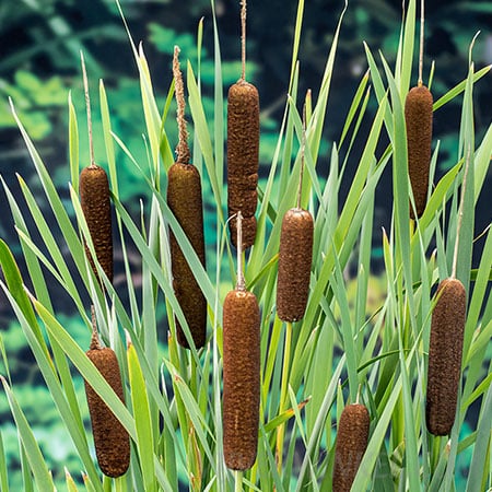 Typha latifolia