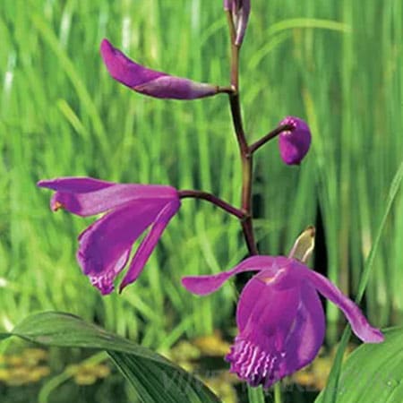 Bletilla striata