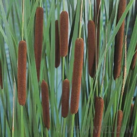 Typha angustifolia