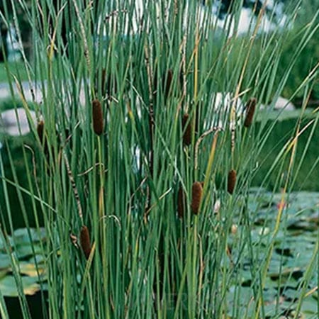 Typha laxmannii