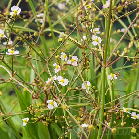 Alisma lanceolata