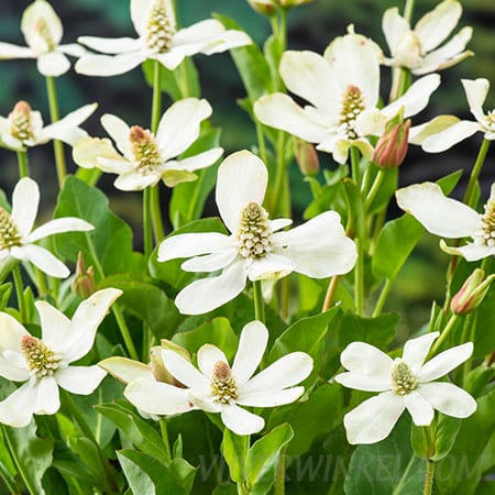 Anemopsis californica