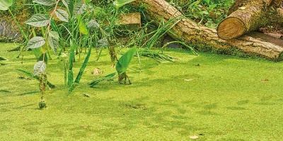 Vijverwater helder maken; Welke planten houden de vijver schoon?