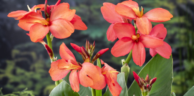 Welke planten in vijver? Vijverplanten!