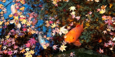 Vijveronderhoud in de herfst