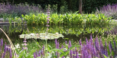 Vijver aanplanten; Hoe planten in vijver zetten?