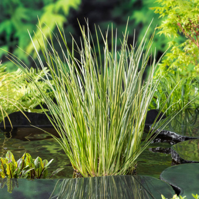 Vijver aanplanten; Hoe diep moeten vijverplanten staan?